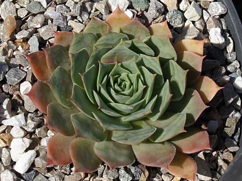 El Golfo