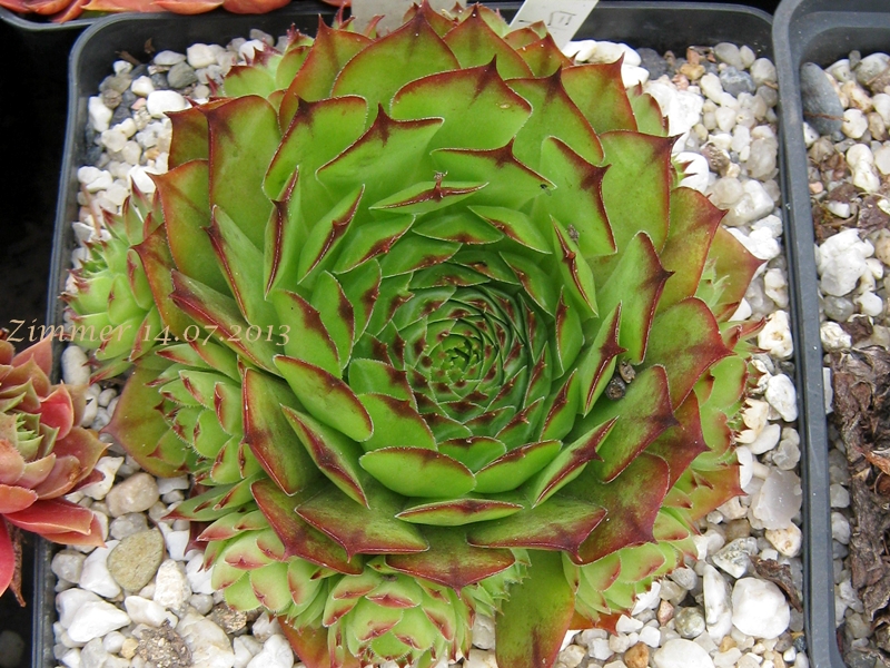 El Misti