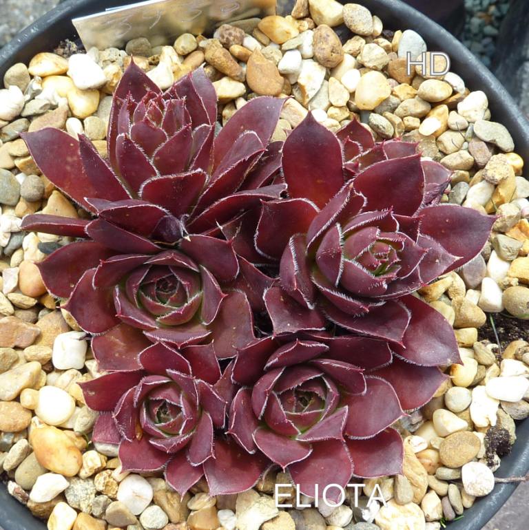 Eliota / Jovi