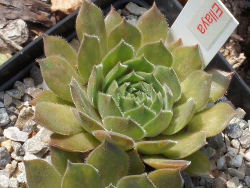 Ellaya
