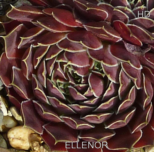 Ellenoor / Jovi