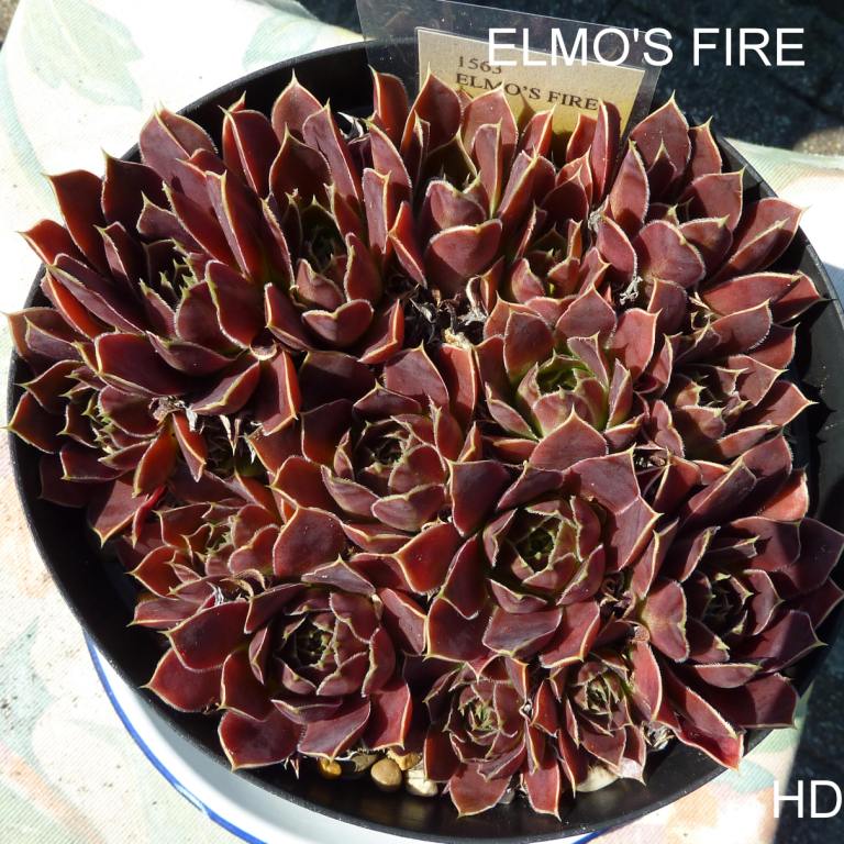 Elmo's Fire / Jovi