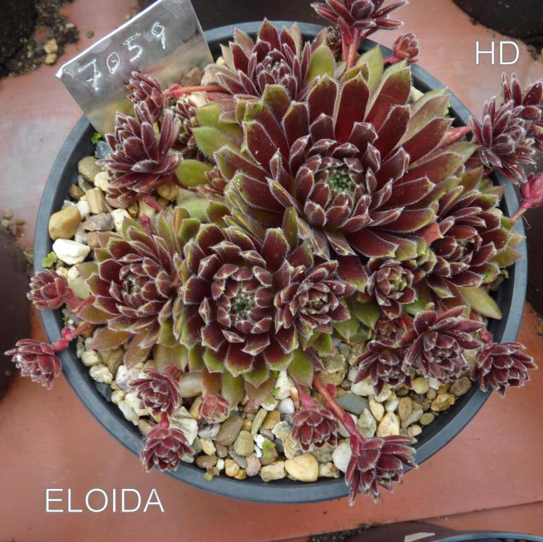 Eloida