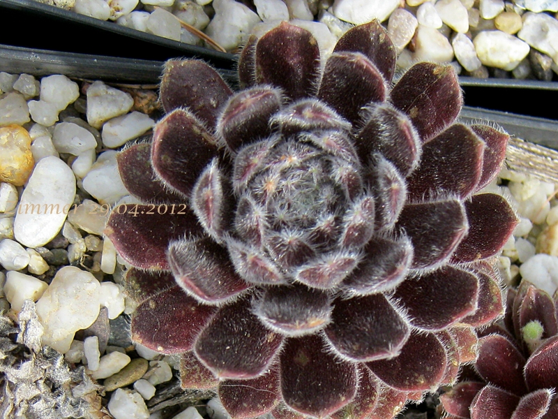 Emberley Pink