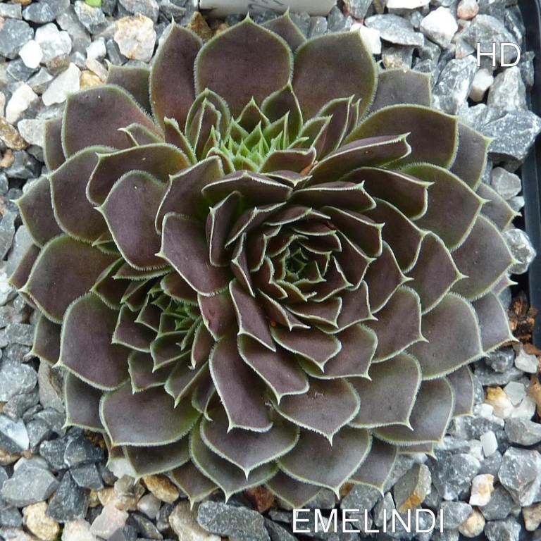 Emelindi / Jovi
