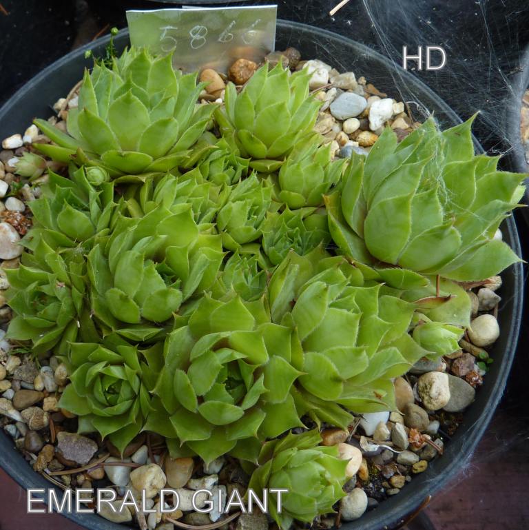 Emerald Giant