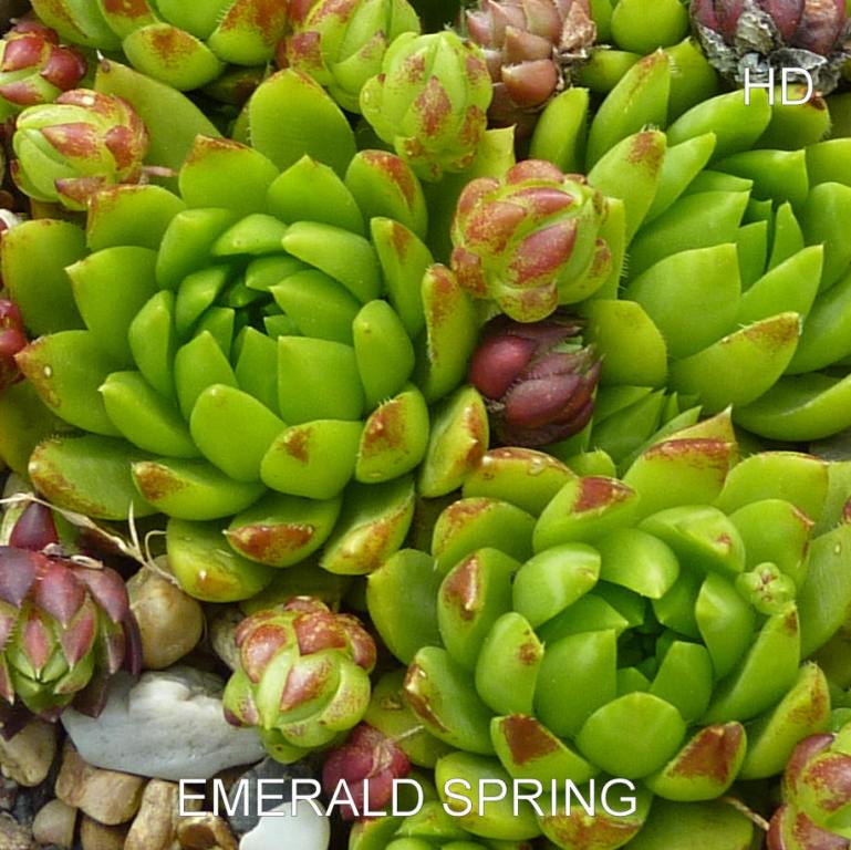 Emerald Spring / Jovi