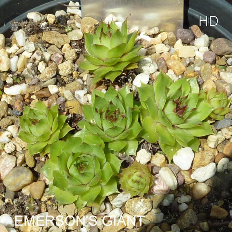Emerson's Giant