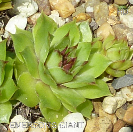 Emerson's Giant