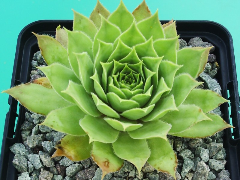 Emerson's Giant