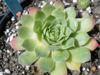 Emerson's Giant