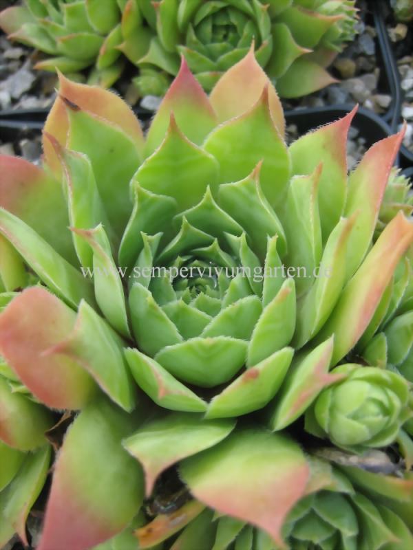 Emerson's Giant