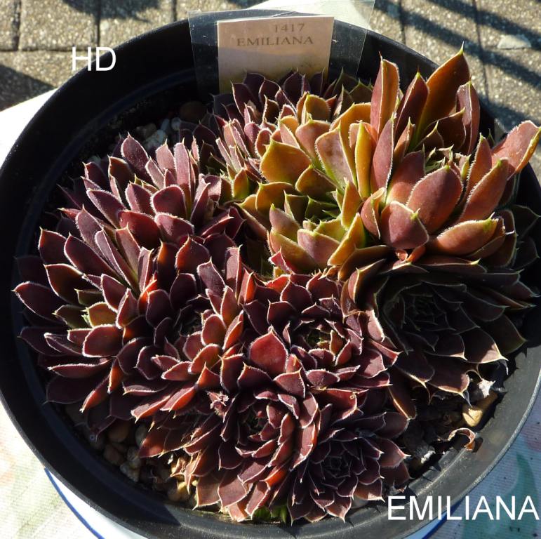 Emiliana / Jovi