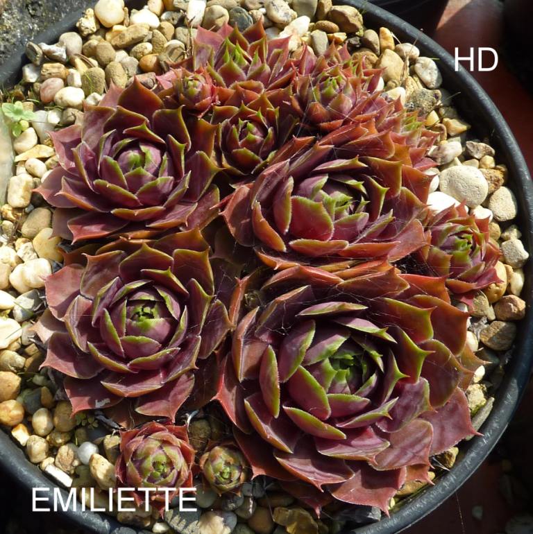 Emiliette