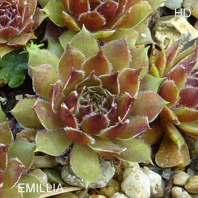 Emillia
