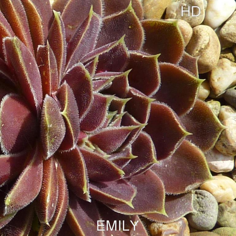 Emily / Jovi