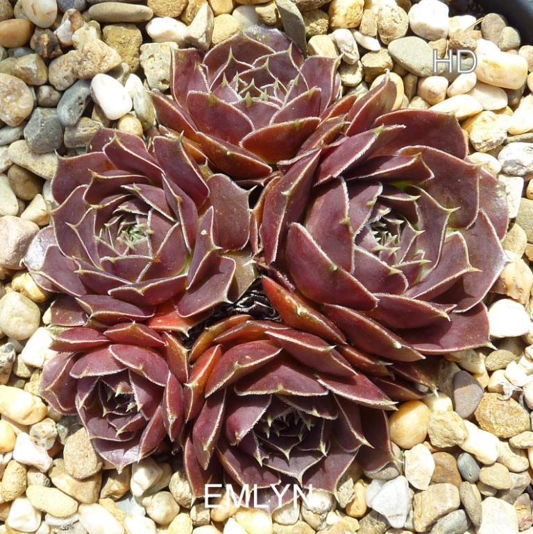 Emlyn / Jovi