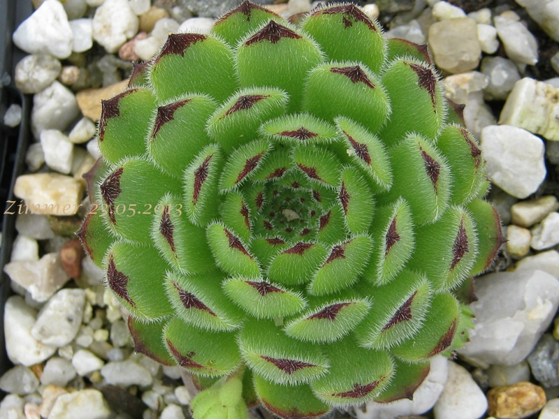 Emmchen