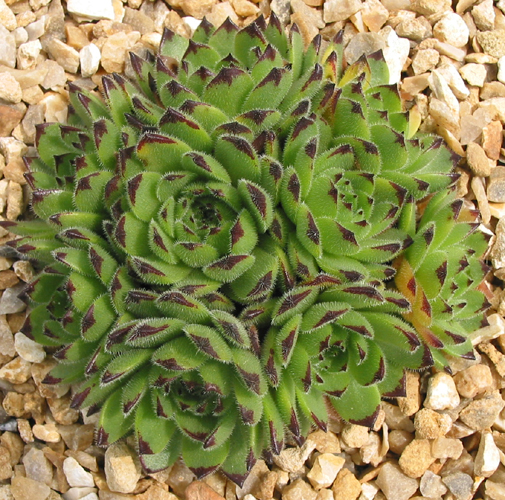 Emmchen
