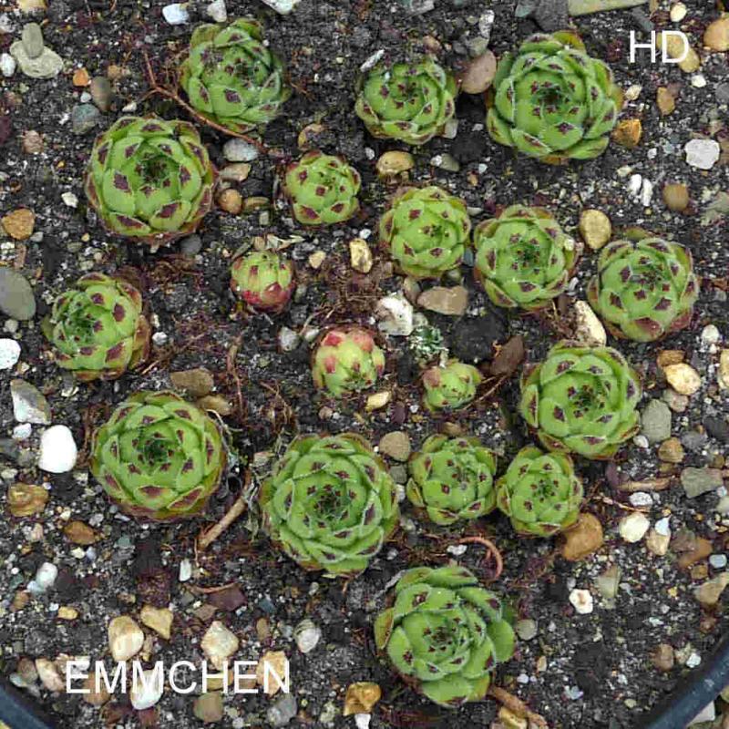 Emmchen