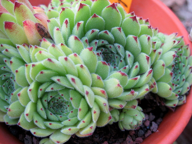 Emmchen