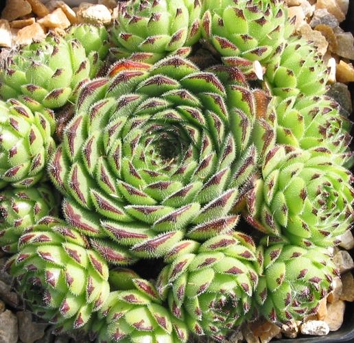 Emmchen