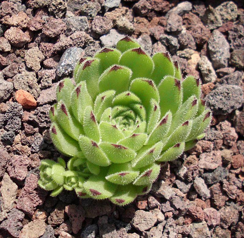Emmchen