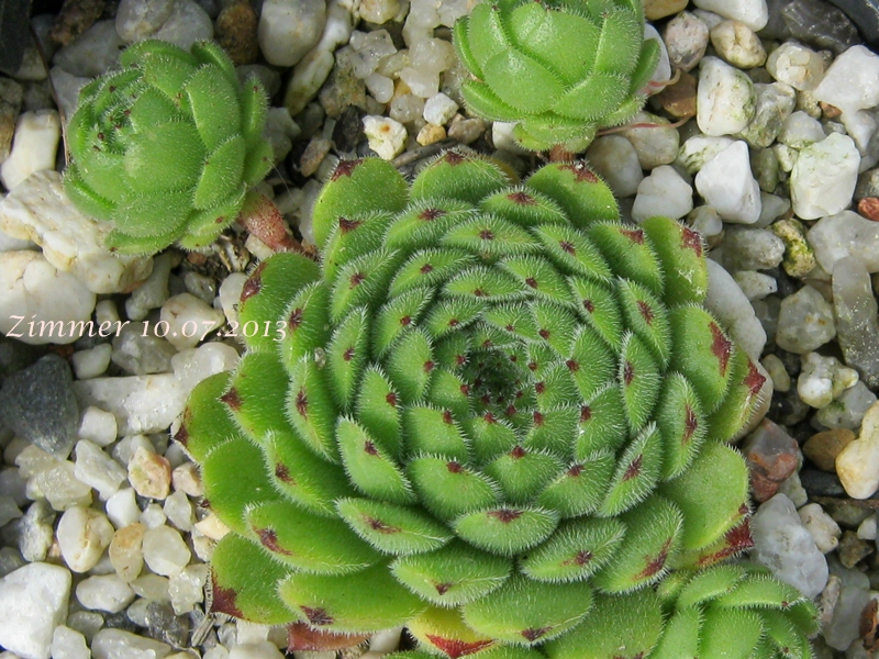 Emmchen