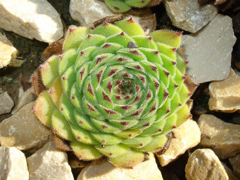 Emmchen