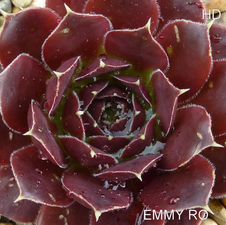 Emmy Ro / Jovi