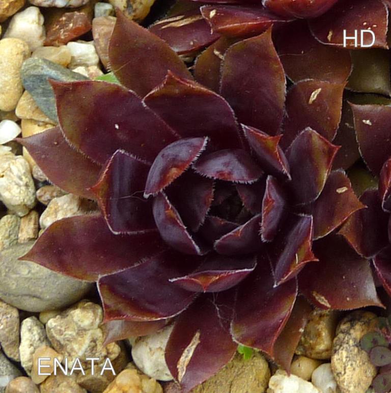 Enata