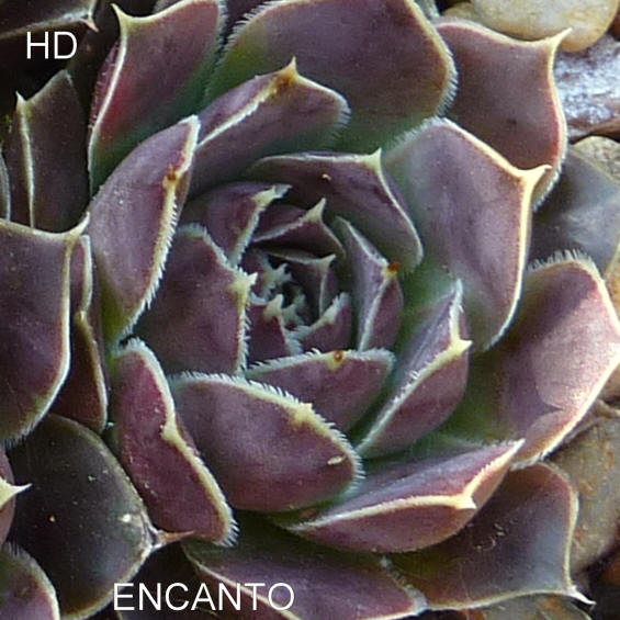 Encanto / Jovi