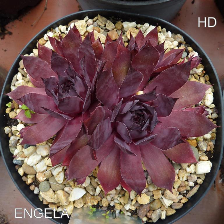 Engela