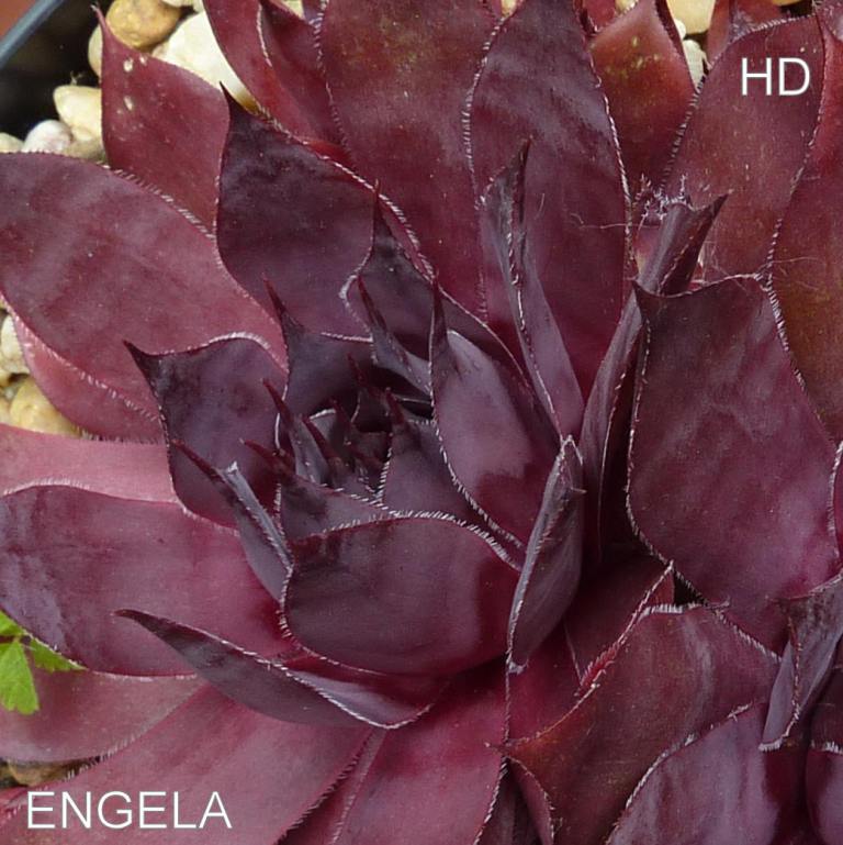Engela