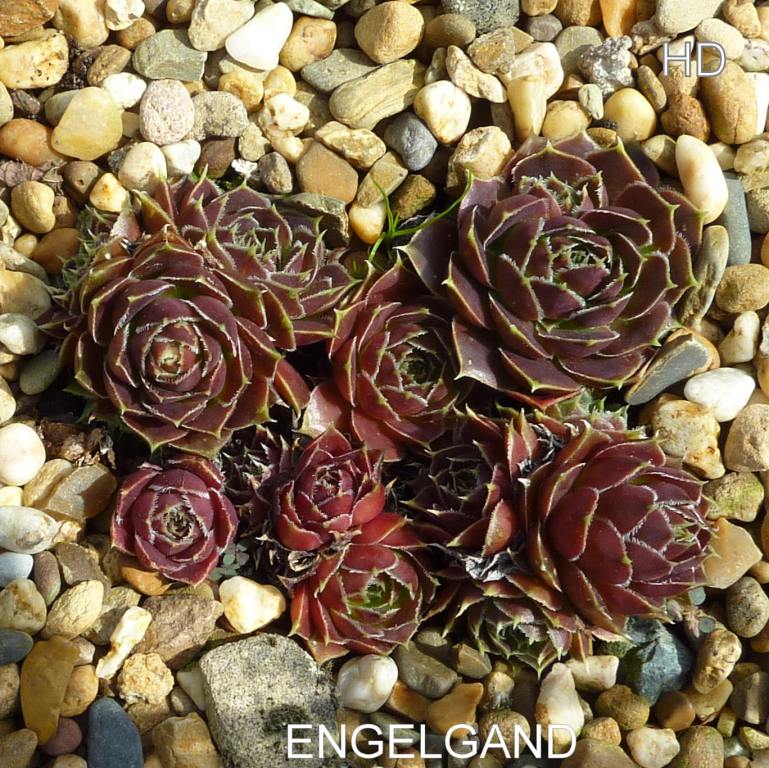 Engelgand / Jovi