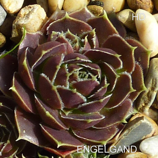Engelgand / Jovi