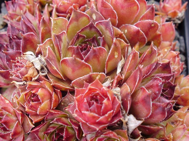 Engle's Rubrum