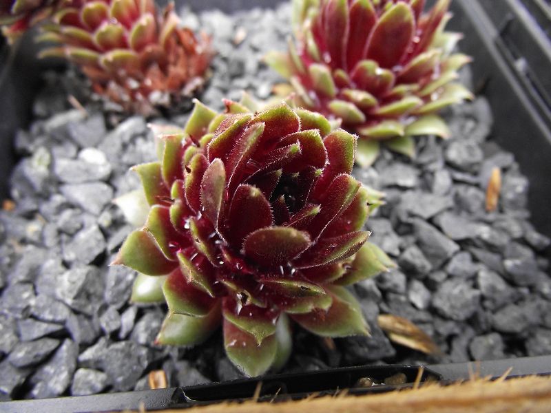 Engle's Rubrum