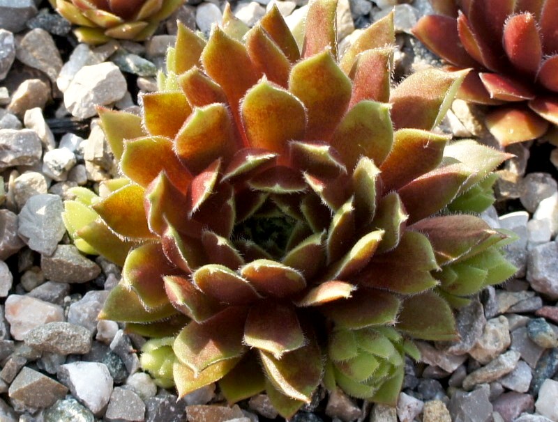 Engle's Rubrum