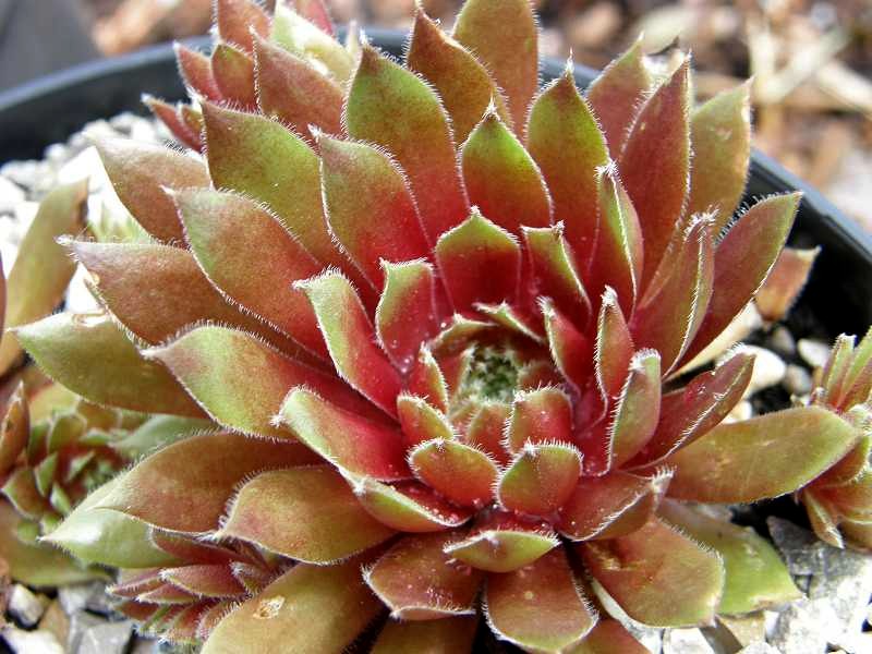 Engle's Rubrum