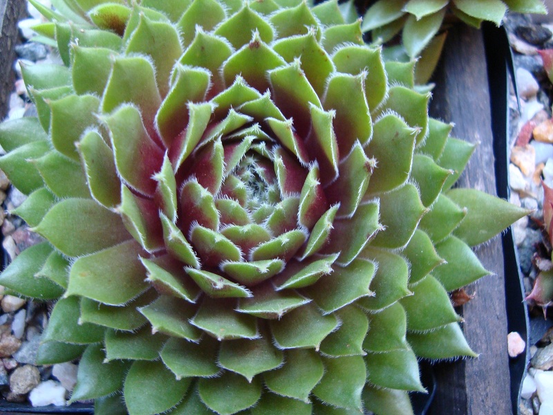 Engle's Rubrum
