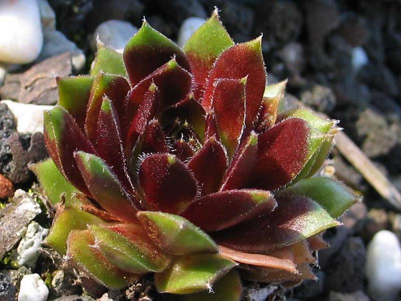 Engle's Rubrum