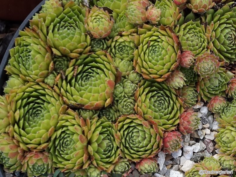 Engle's Rubrum