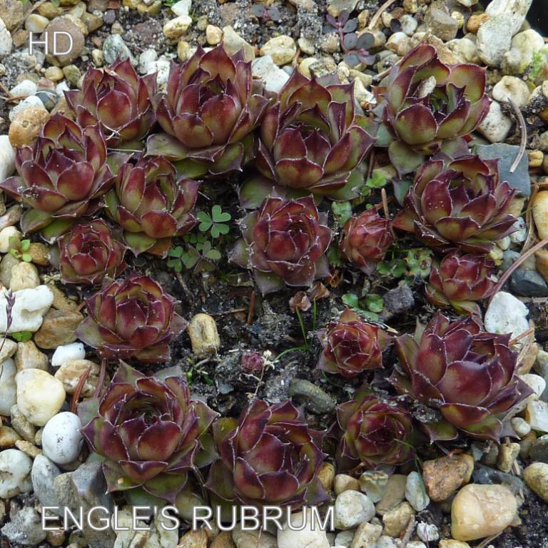 Engle's Rubrum