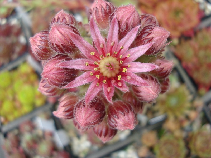 Engle's Rubrum