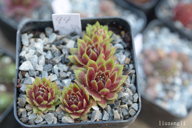 Engle's Rubrum