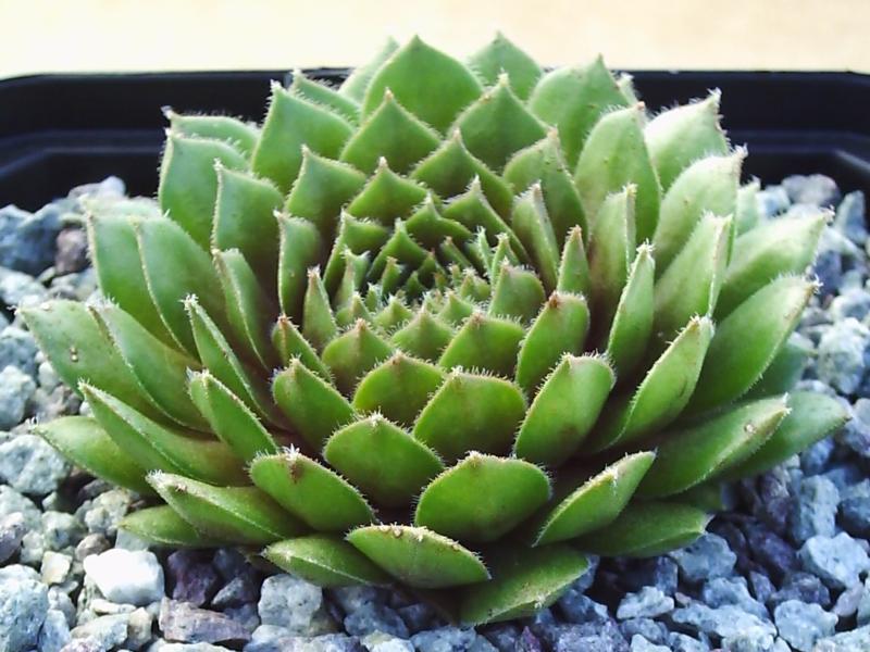 Engle's Rubrum