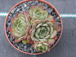 Engle's Rubrum