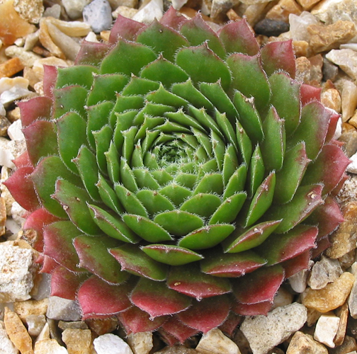 Engle's Rubrum