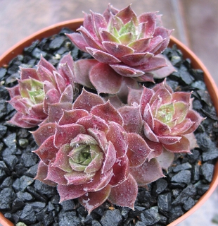 Engle's Rubrum